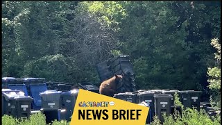 Municipal garbage attracts bears