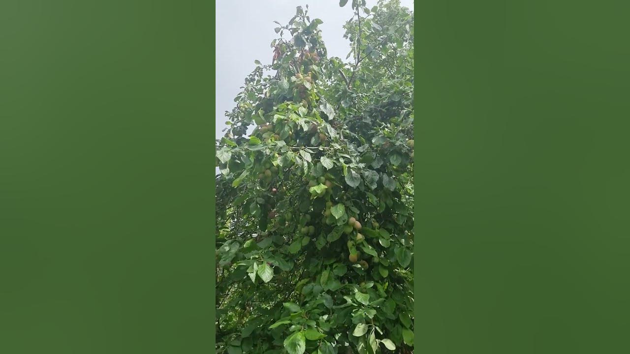 fruit trees #music #nature fruit trees #music #nature