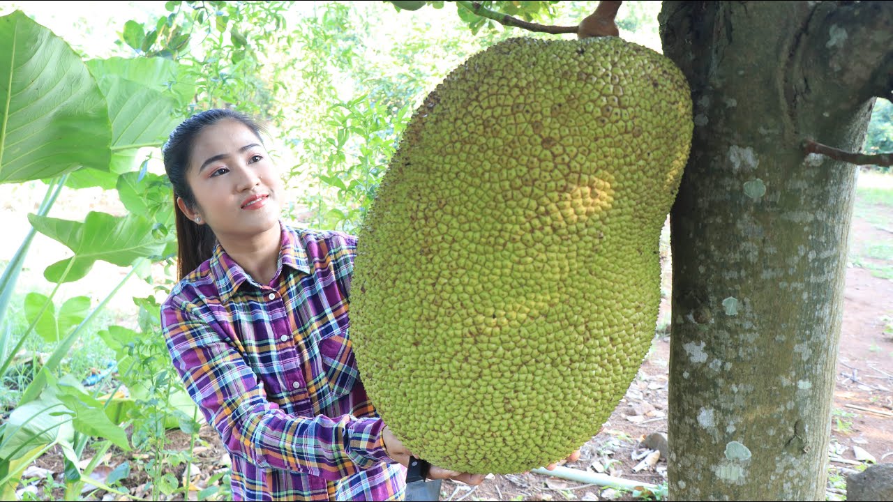 It is a big jackfruit that I pick from backyard for my recipe