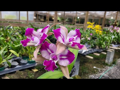 As ORQUÍDEAS Mais