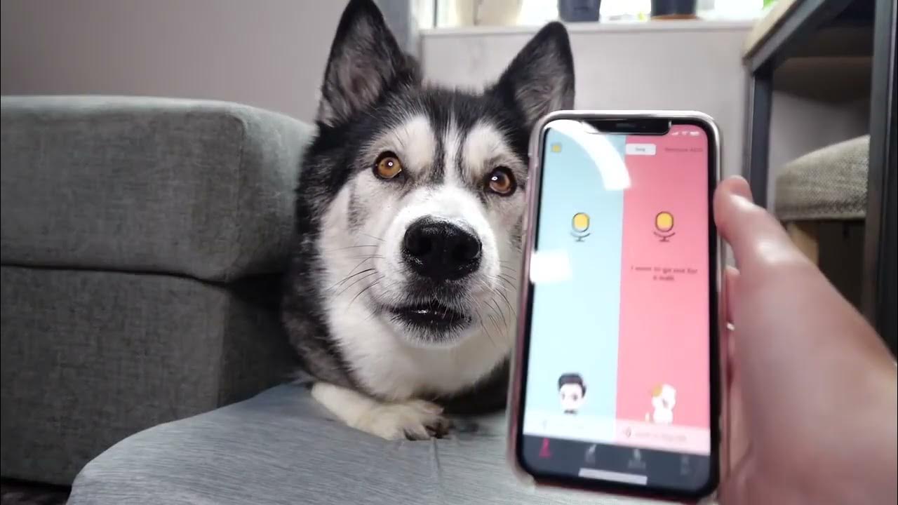 A Phone App Translates My Husky Speaking Testing Dog Translatorsdog