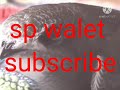 Viral Sp I Suara Pemanggil Walet I Suara Walet Sp Mp3 - Mp4 Download