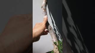 Bằng Lăng văn nhân. #bonsai zalo.0983079250