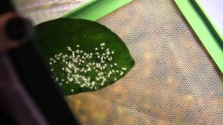 Angelfish Spawning One More Time