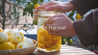 バルコニーで育てた自家製レモンで作る 3つのレシピ