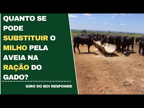 QUANTO SE PODE SUBSTITUIR O MILHO PELA AVEIA NA RAÇÃO DO GADO?