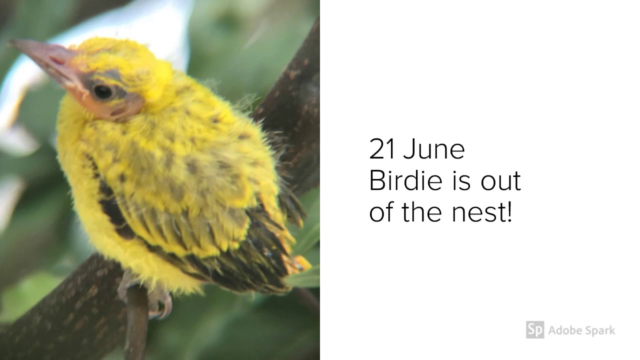 Black Naped Oriole Nest In Singapore May June 2018 Youtube