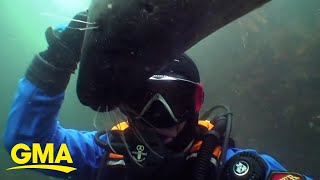 Friendly Seal Holds Divers Hand Close To Chest