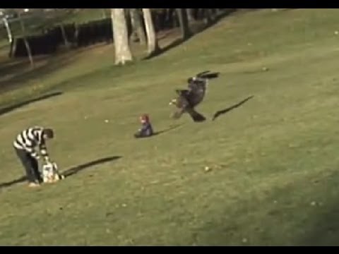 صقر يصطاد طفل في الحديقة Youtube