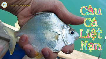 Câu Trúng Ổ Cá Dìa Cá Liệt Cong Cần Cực Phê