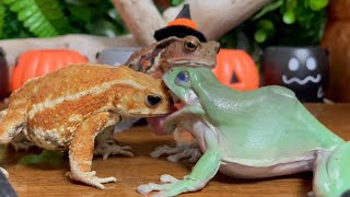 Boo! You scared me! （frog & toad & toad）Happy Halloween🎃 Miyako toad, Japanese toad