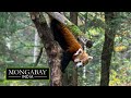 Saving India's elusive red panda from wildlife crimes