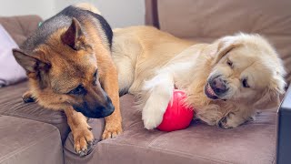 German Shepherd Demands Golden Retriever to share the Ball with him!