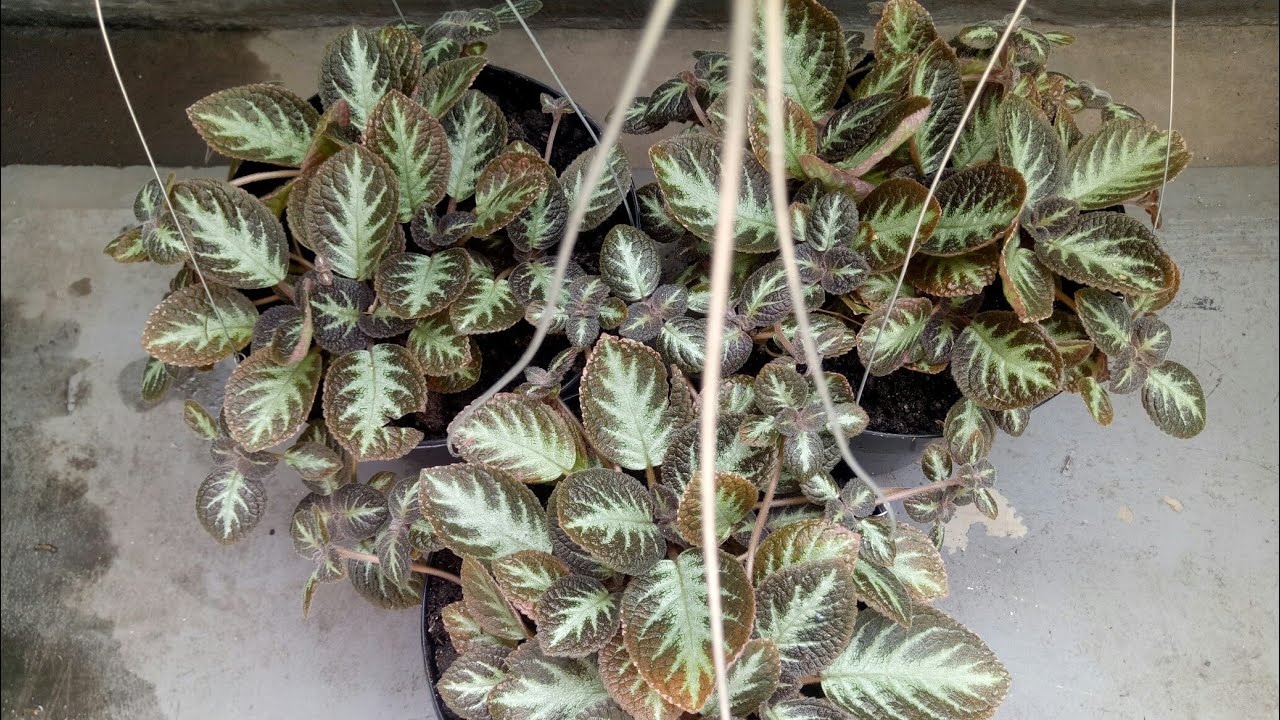 Cara Menanam Episcia Cupreata Agar Cepat Rimbun dan Subur - Part#2