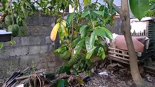 Seri Budidaya 4.0 bag # 2