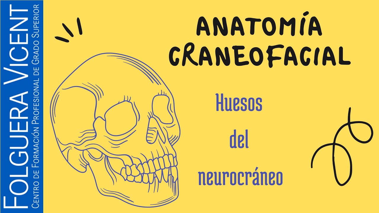 Aprende fácil los huesos del neurocráneo