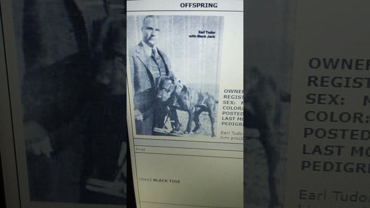 Tudor's black 🖤 jack  #bulldog #history #apbt 