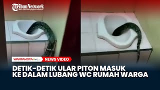 Detik Detik Ular Piton Besar Masuk ke Dalam Lubang WC Rumah Warga