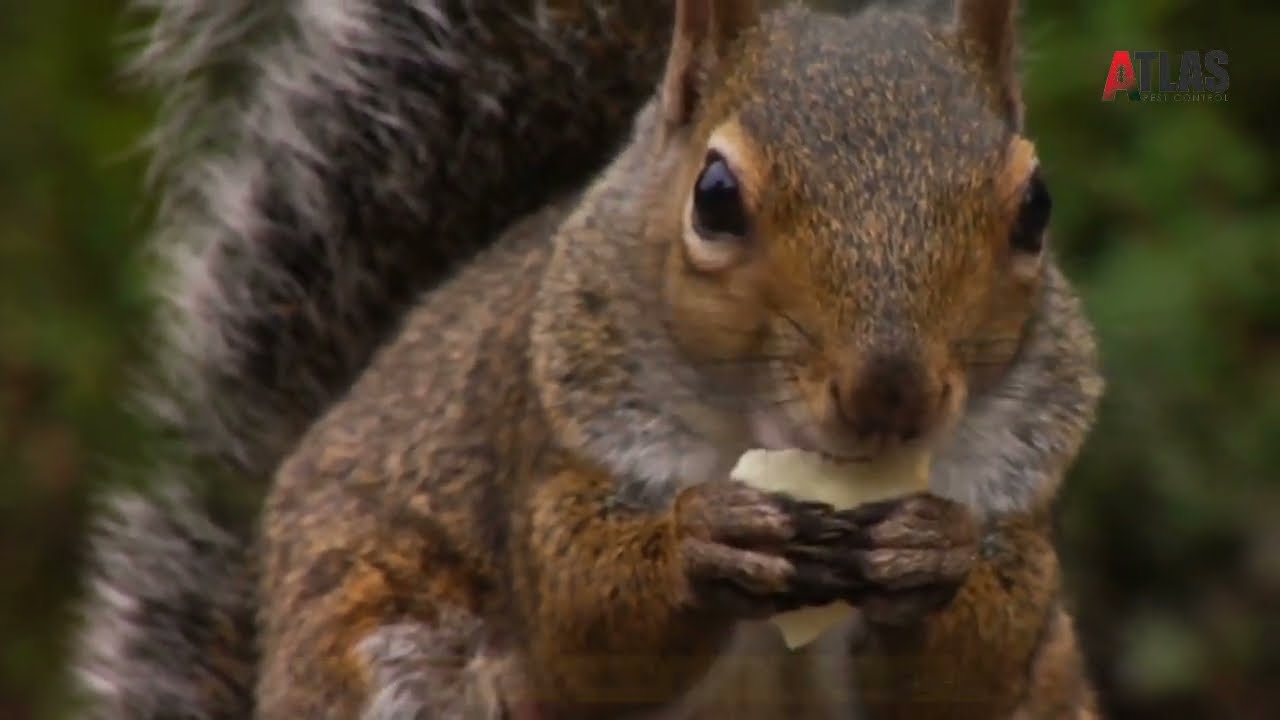 Squirrel Removal - Oklahoma Pest Control