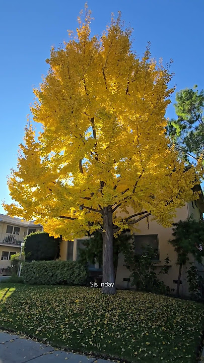 GANDA NG KULAY For #ytshorts #viral #trending #shortclips #losangeles