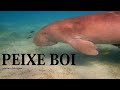 Conheça este animal incrível - O Peixe Boi