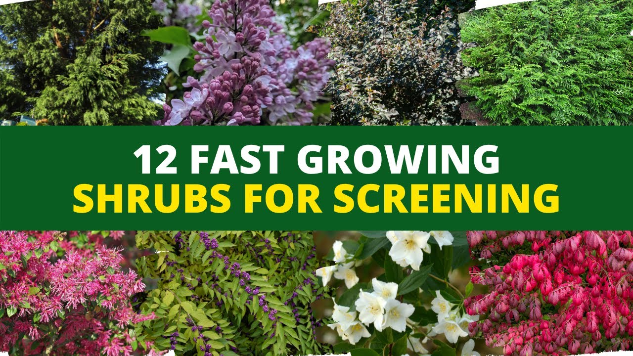 Fast Growing Tall Shrubs For Privacy fast-growing-tall-shrubs-for-privacy