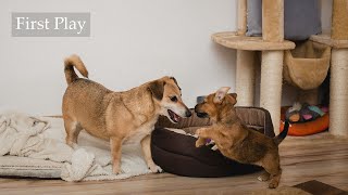 Dogs' Diaries: First Time Play: 7-year-old Yuma and 7-week-old puppy Nala - January 2019