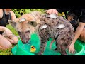 BABY HYENA GETS HIS FIRST BUBBLE BATH ! WILL HE LIKE IT ?!