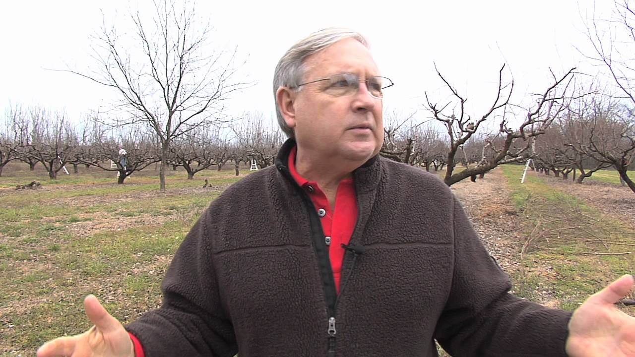 Peach Growers Worry Over Chill Hours YouTube