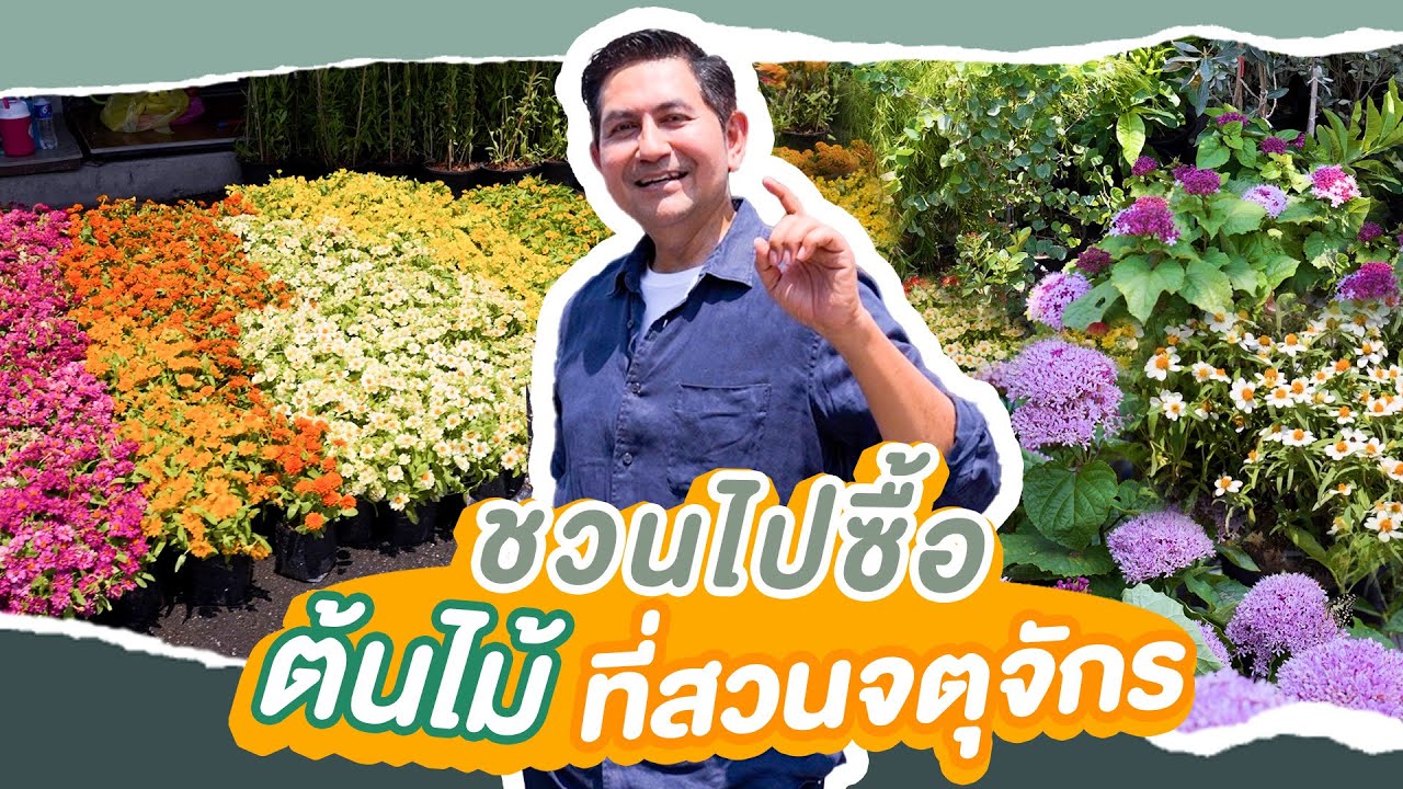 ชวนไปซื้อต้นไม้ที่ตลาดต้นไม้จตุจักรวันอังคาร