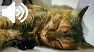 1 HOUR ASMR CAT PURRING  - Chillest Cat Purrrrrr Everrr by My Kitty Story 1,659 views 10 months ago 1 hour