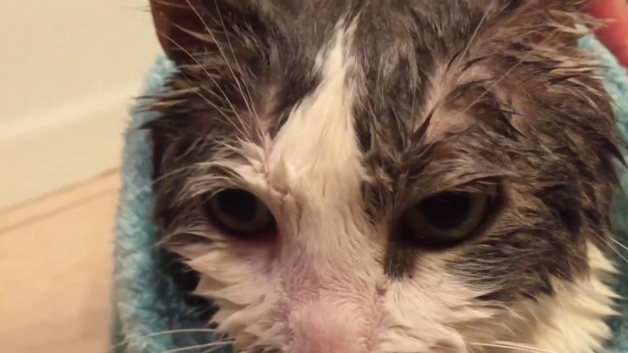 {Vlog Video} Cat Bath YouTube