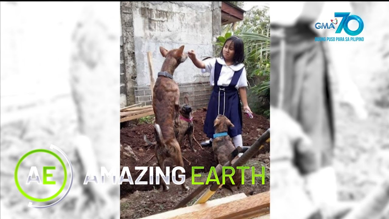 Amazing Earth: Amazing facts about the Philippine Witch Dogs