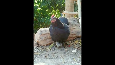 เสียงไก่ตัวเมียตอด..