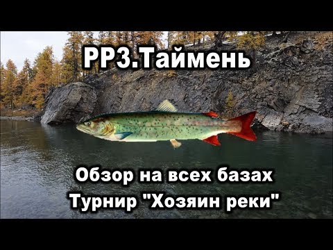 РР3. Таймень. Обзор на всех базах. Турнир "Хозяин реки"