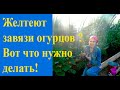 С этим средством листья и завязи огурцов не будут желтеть!