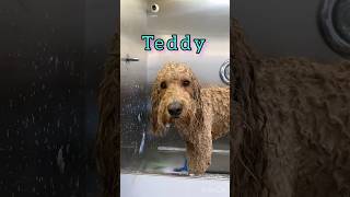 Golden doodle makeover | Mobile Dog Grooming