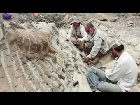 Vídeo: Donde Encontrar Huesos De Dinosaurios, Fósiles Alrededor Del Mundo