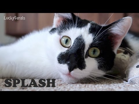Vidéo: Comment savoir si votre chat a un problème d'oreille