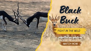 Black buck chases the herd | #animals #nature #blackbuck