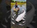 Survival Skills: SIMPLE and USEFUL with Fish trapping tool #survival #bushcraft #papa #fishing