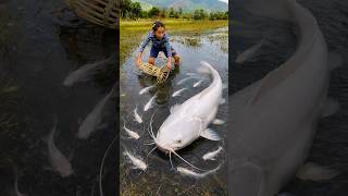 Survival Skills: SIMPLE and USEFUL with Fish trapping tool #survival #bushcraft #papa #fishing