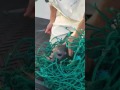 Kind fishermen rescue a poor seal completely trapped in net