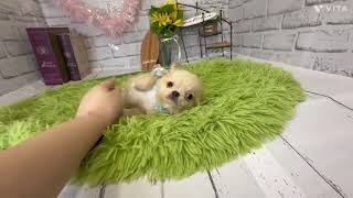 New✨️】チワワ - YouTube