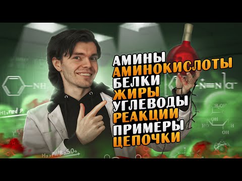 Амины, аминокислоты, белки, жиры, углеводы. Цепочки.