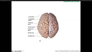 Lab 7 Nervous System