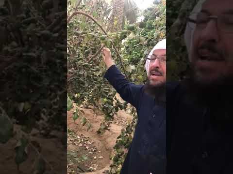 اسرار شجرة السدر او النبق