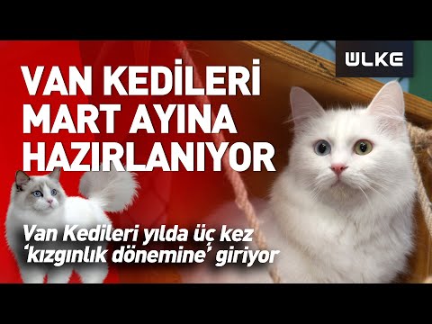 Türkiye'de Milli Irk