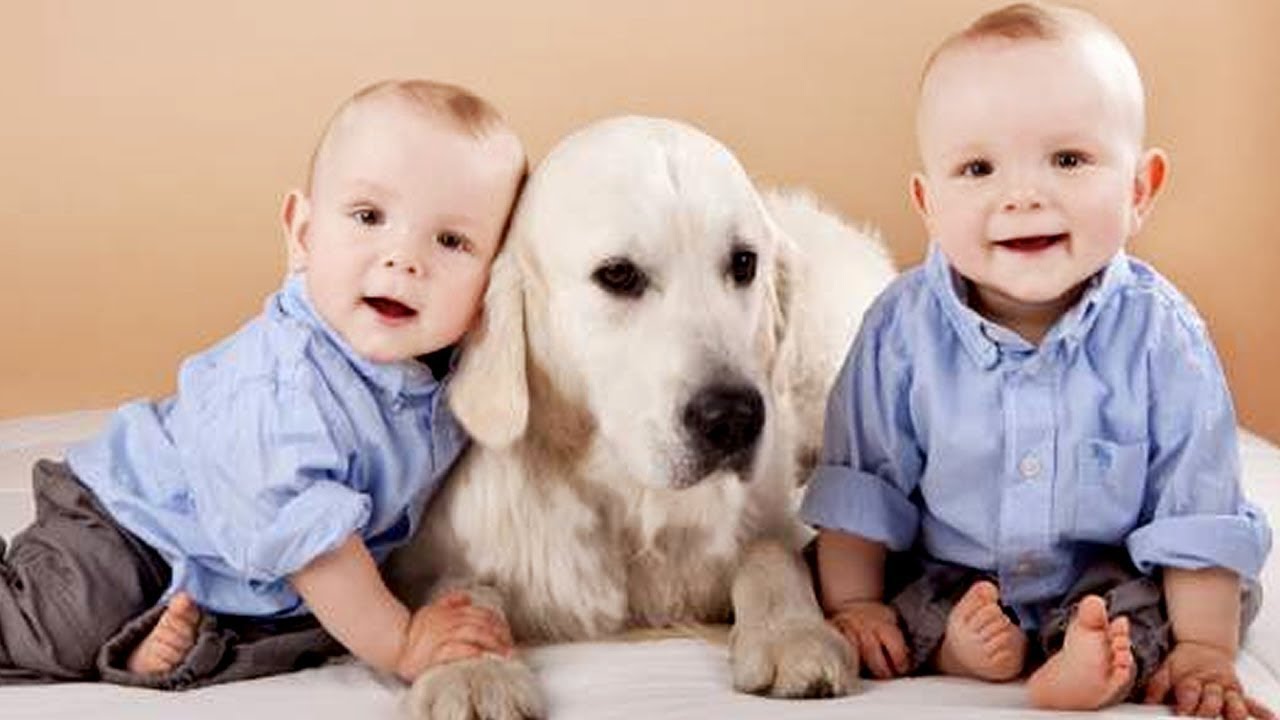 Mignons Jumeaux Bebe Et Chiens Sont Les Meilleurs Amis Chien Et Bebe Youtube Mignons Jumeaux Bebe Et Chiens Sont Les Meilleurs Amis Chien Et Bebe Youtube
