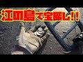 江の島で宝探し!!待望のお金を見つける…